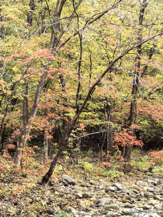 2025辽宁赏秋之旅日记(2)——游览丹东蒲石河森林公园