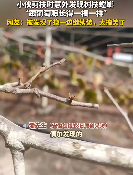 男子剪枝时发现螳螂伪装成树枝