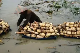 这5种蔬菜含寄生虫最多了，以后再吃一定注意，快看看吧！图片