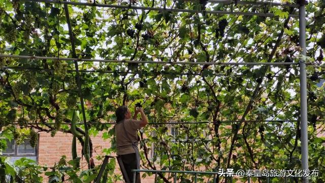 夏日特辑|体验葡萄架下的甜蜜慢生活，秦皇岛葡园采摘与红酒品鉴两日游线路！