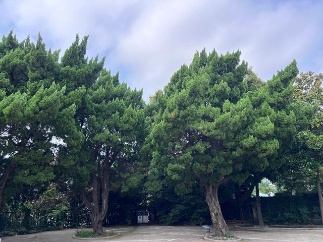 毗邻八大关，无敌海景、欧式建筑、葱郁柏树，这里一处宝藏景区。