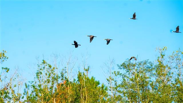 湖光山色 + 野鸭嬉戏！垫江迎风湖的初冬美景藏不住啦～