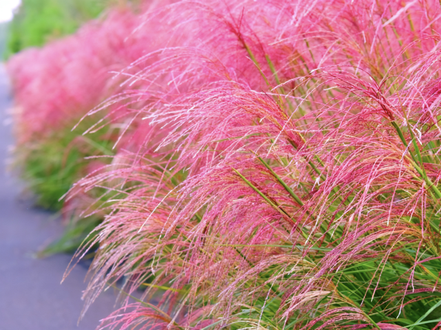 斑斓秋日红荷湿地 “赏草季”浪漫开启~~~