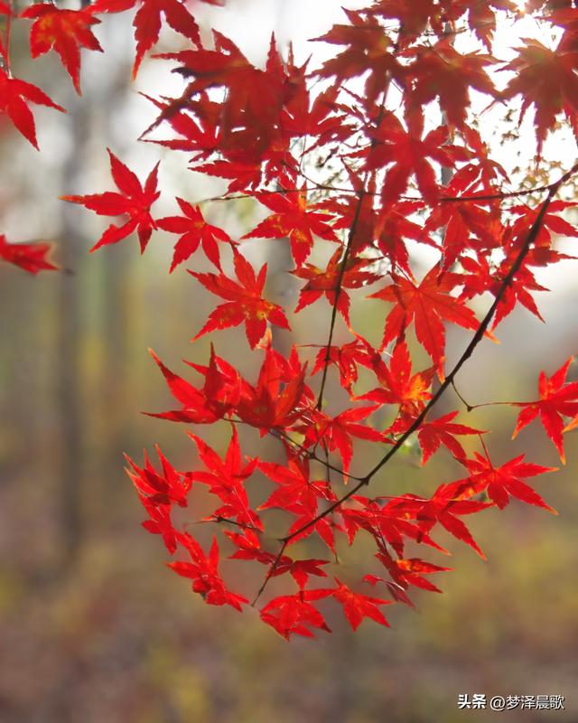 千年古城湖北云梦 冬日暖阳红枫艳