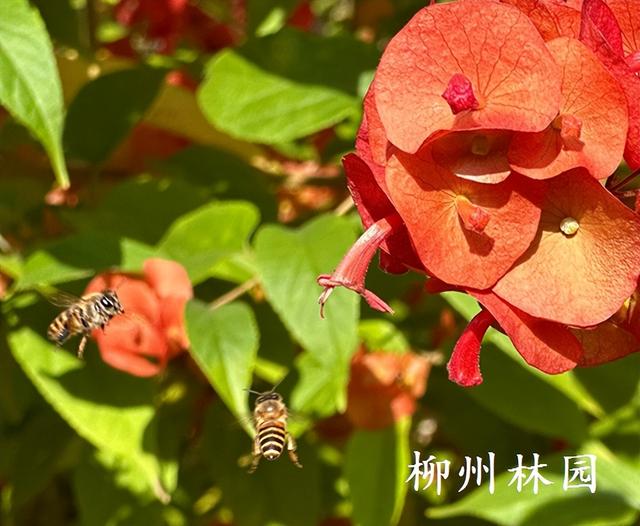 柳州市柳石路游步道变身“红色瀑布”