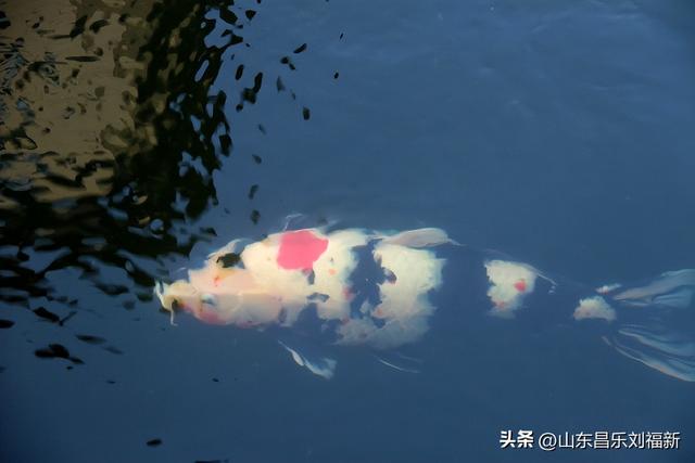 昌盛花园二期西区的冬景(下)