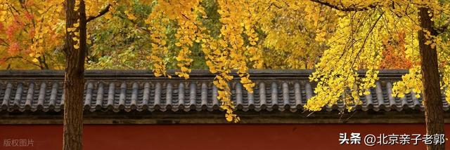 北京秋日Citywalk全攻略｜本周银杏黄金路线追秋指南