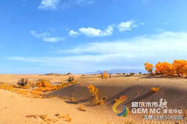 青海格尔木：戈壁流金 胡杨“盛装”迎秋