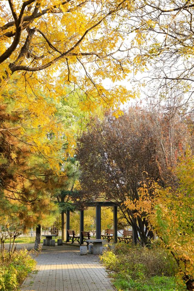 藏不住的惊艳!这座公园正处颜值巅峰