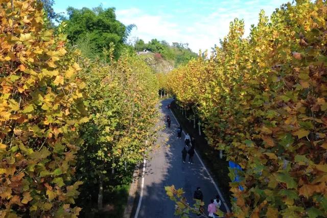 最高气温20℃！重庆人快来这些公园晒太阳