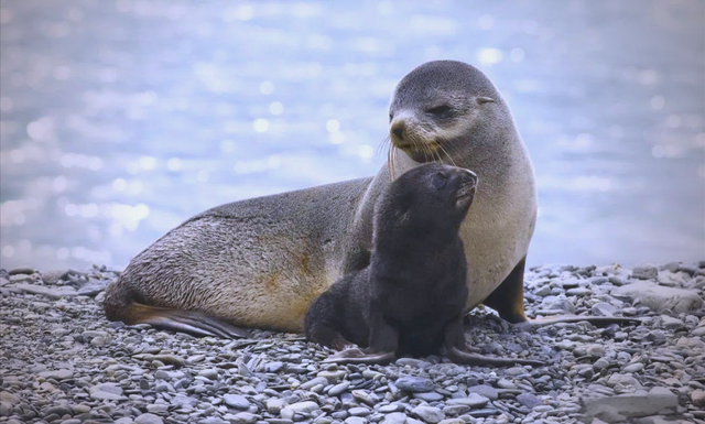 1176种生物研究实锤：为啥哺乳动物雌性更长寿？科学揭秘进化逻辑