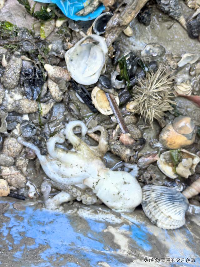 广东阳江海陵岛“渔家乐”体验	，章鱼独当一面