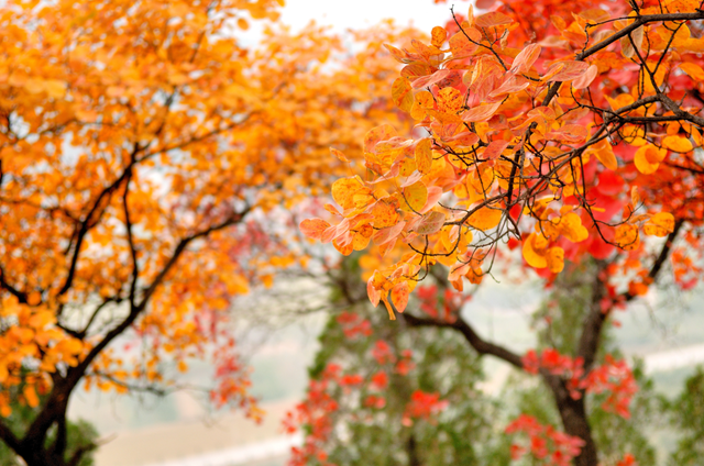 抱犊崮入选山东金秋醉美红叶观赏地