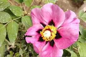 彰显教育公平的统配政策，不允许兰州市面临小升初的家长不知道图片