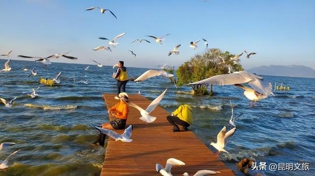 超详细攻略！在昆明官渡，与鸥共舞，六种玩法开启冬日漫游！