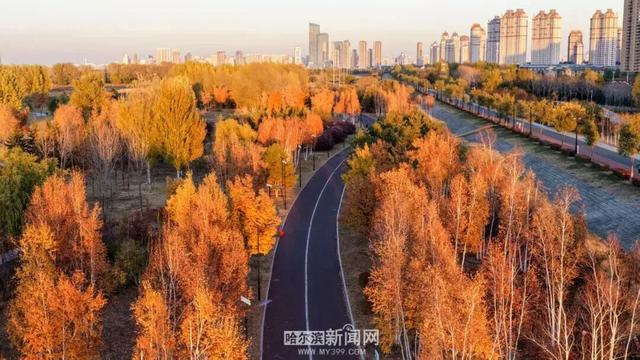 超多美图！来冰城赏落叶品秋意