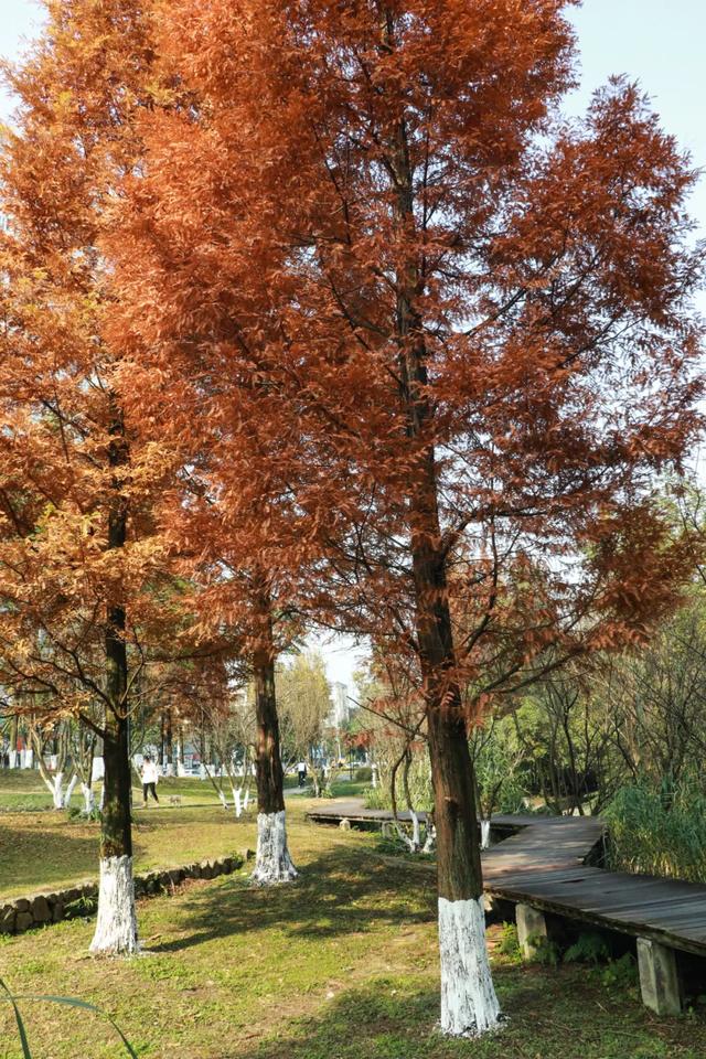 郫都水杉红了!抱着手机猛拍,被这限定美景狠狠惊艳