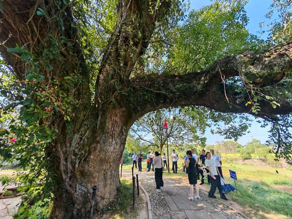 江西旅游：从竹桥古村到红色后龚行（图）