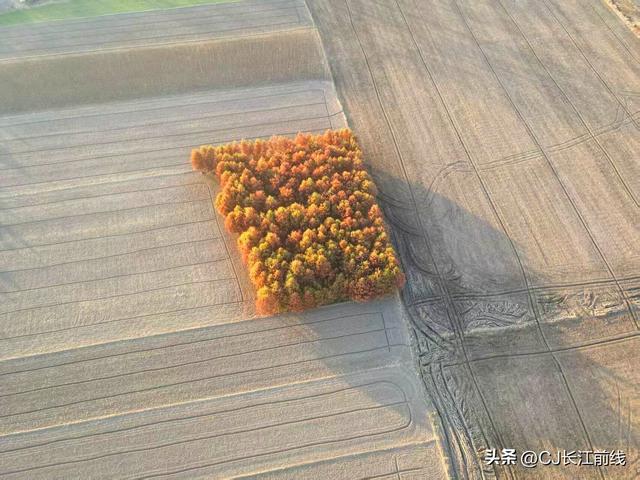 河南淮滨：“麻布地毯”上的一片杉林红