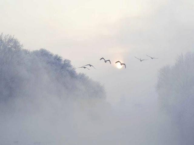 伊宁天鹅泉湿地公园：冬日里的生态诗画