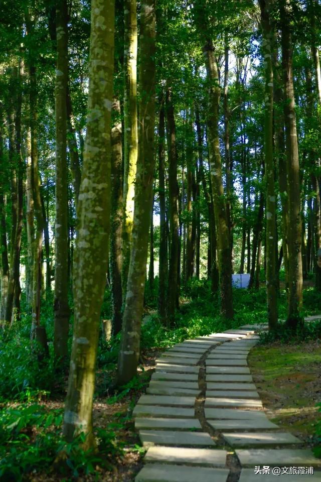 每日一村:茶岗村——茶香畲韵交融,山海间的文旅活力地