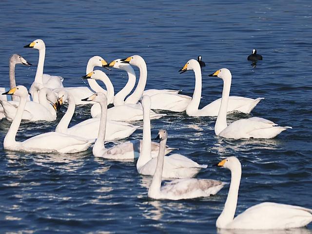天鹅湖冬日最灵动的乐章：天鹅悠然游弋，红嘴鸥凌空飞舞