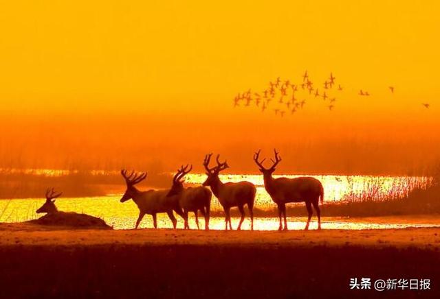 读诗词游水韵江苏丨从盐渎古场到“东方肯尼亚” 穿越千年邂逅诗画盐城