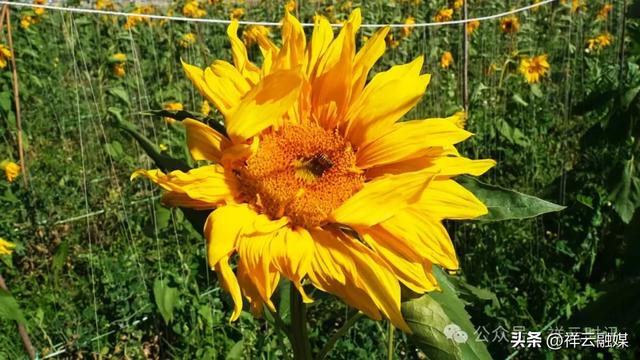 旅居祥云 | 青海湖畔40亩向日葵盛放，等你邂逅！