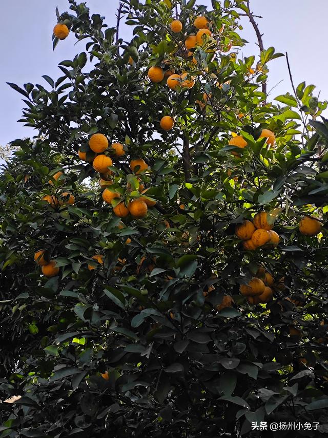 一日逛了几座寺庙，只为欣赏冬日璀璨的美