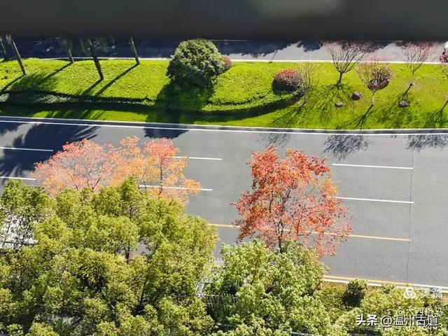 市府路的这几颗乌桕树，你见过吗？现在正是最美的时候！