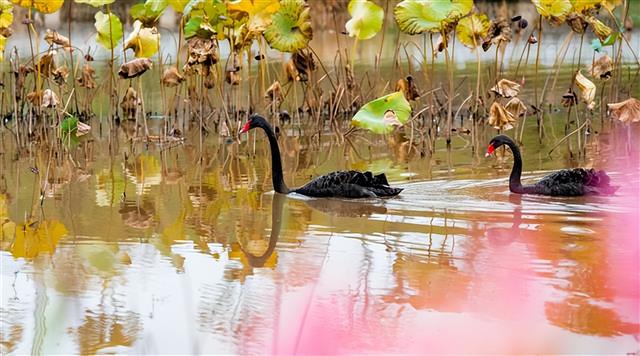 超治愈！垫江三合湖天鹅戏水，公园惬意景藏不住～