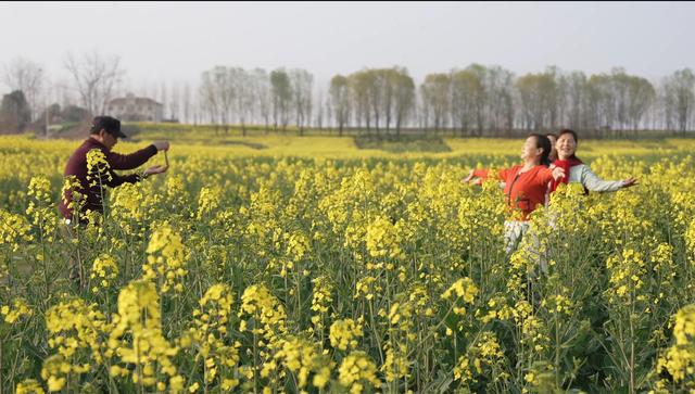 长江岸线铺金毯，顾家店油菜花海引客来！