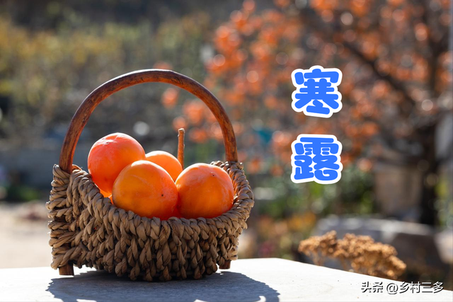 “冷不冷，就看寒露”，今日寒露，今年冬天特别冷吗？看农谚咋说