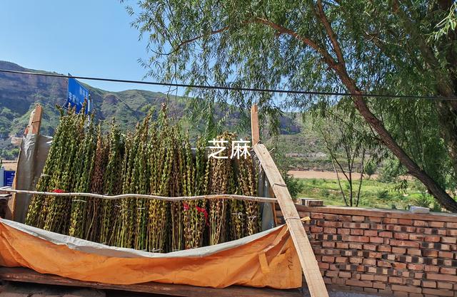 山西深度游—吕梁碛口李家山村