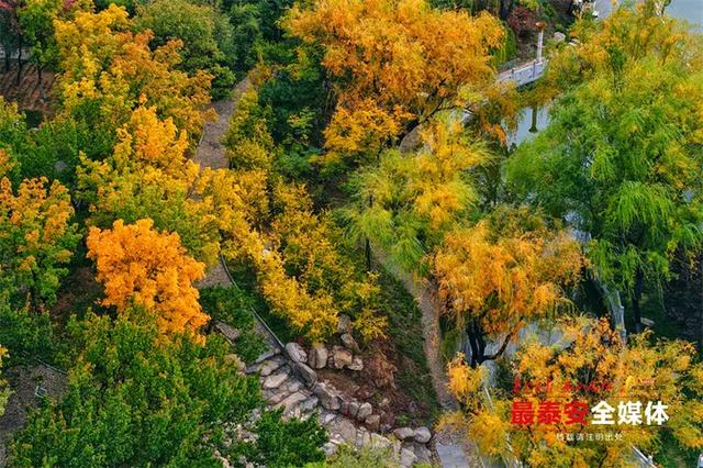 泰城深秋遍染金裳 斑斓画卷映眼帘