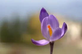 招50000人，西部计划来了，值得去吗？一文带你全面了解图片