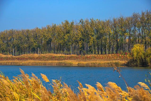 宿州黄河故道，被泥土封存的记忆，秋天充满诗意，是休闲游好去处