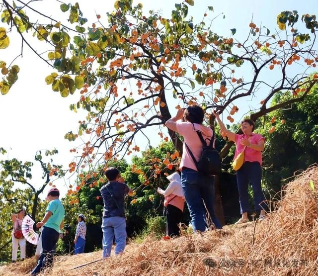 激情全运季，冬日红柿四大天王火爆出圈，爆汁甜满喜“柿”连连～