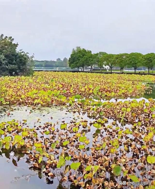 成都主城区最大人工湖，秋天超级惊艳，不要门票，地铁公交直达！