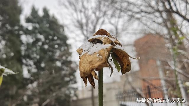 2025年北京冬天第一场雪后随手拍的小情小景，打动您了吗