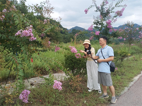 紫薇花开迎客来 德兴“花路”绘就生态交旅新图景