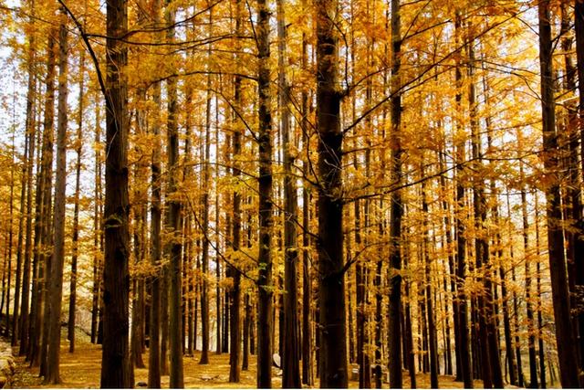 错峰出游，临朐这三程山野里的秋也很美