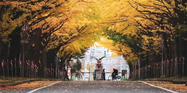 2025日本赏银杏攻略！16处绝美打卡点~