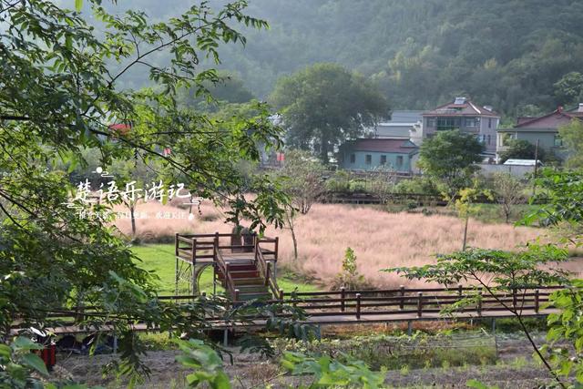 浙江宁波的山谷粉黛花海背山面溪，幽静而浪漫，周边景色更加迷人