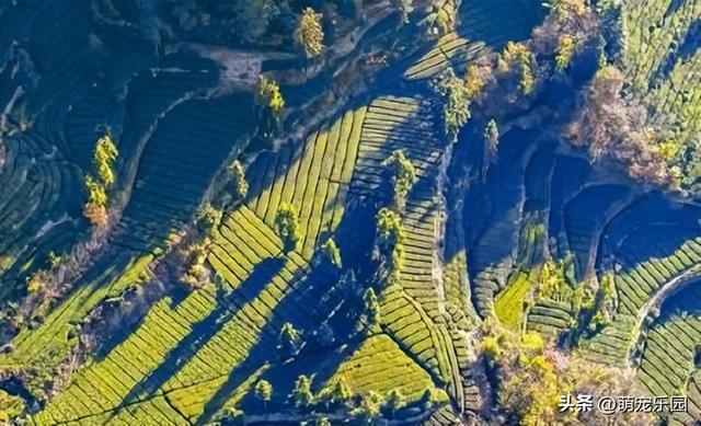 晨曦万亩茶园苏醒，摄影发烧友抢占制高点，茶旅福地美得令人心醉