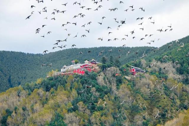 【文明旅游】山西：五台山的秋天，太治愈了！