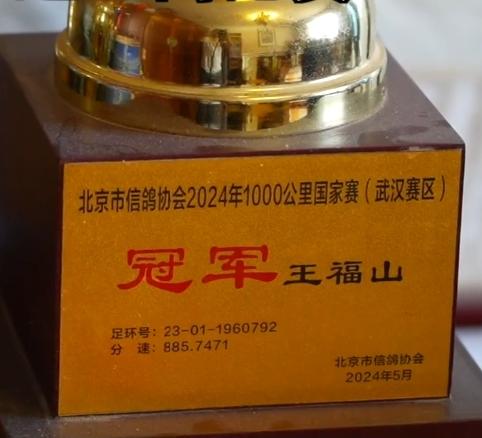 九三阅兵仪式的8万羽鸽为何都是借来的？这背后隐藏着这样的原因