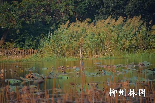 柳州园博园360株杉树点染冬季渐变色