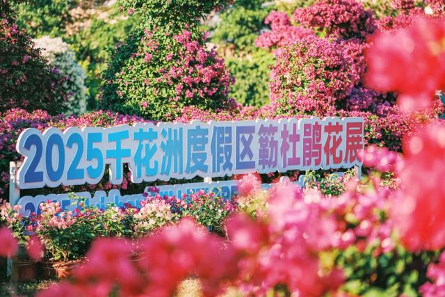 初冬“梅”好时光已至，惠城处处皆“花路”