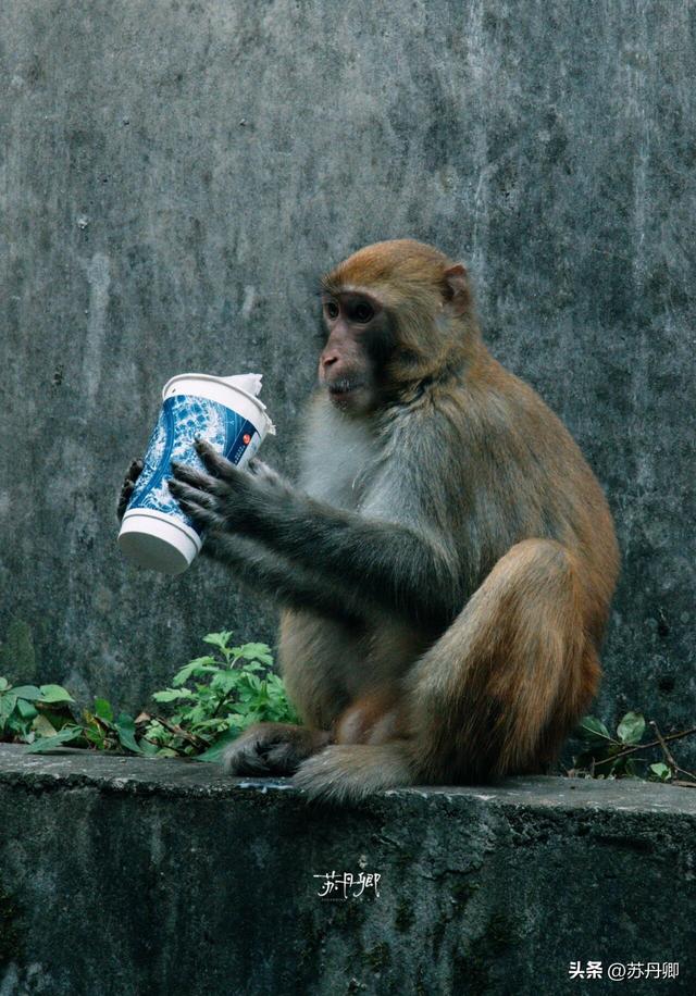 为了一只猴子！我从武汉跑去了贵阳！黔灵山的魅力不止是有猴子